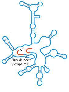 El filamento de ARN se puede enrollar sobre sí
