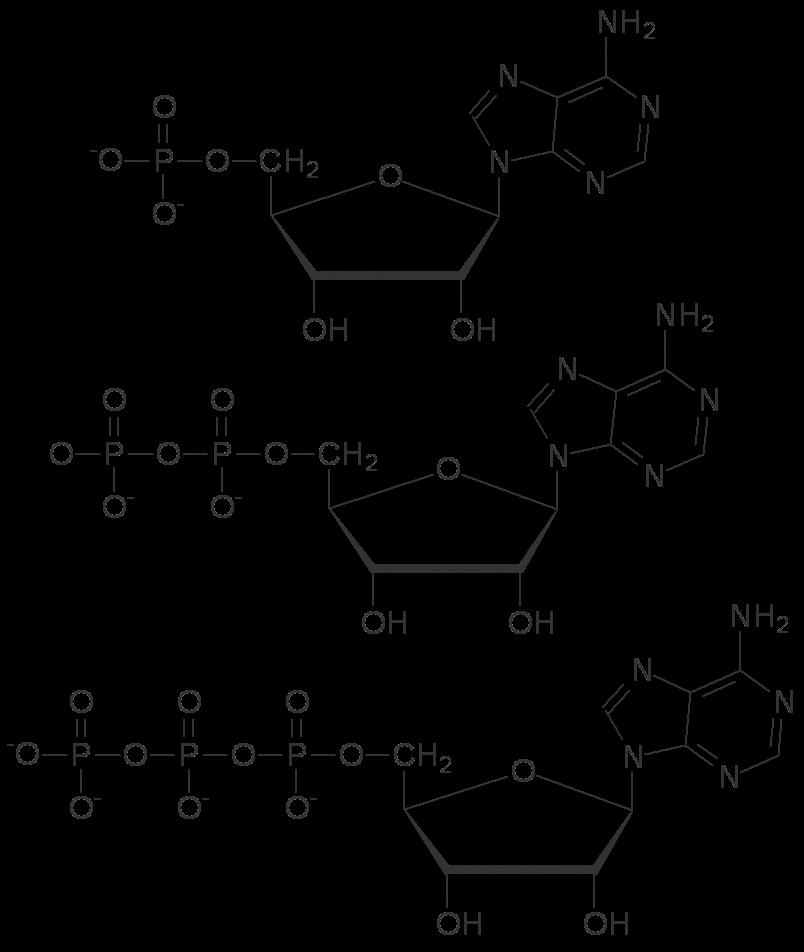 difosfato, ADP 