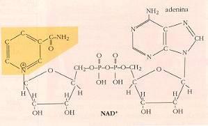 Nucleótidos coenzimáticos Un coenzima es una molécula no proteica que interviene en reacciones enzimáticas.