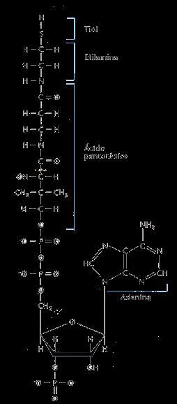 Coenzima A Es un derivado del ADP.