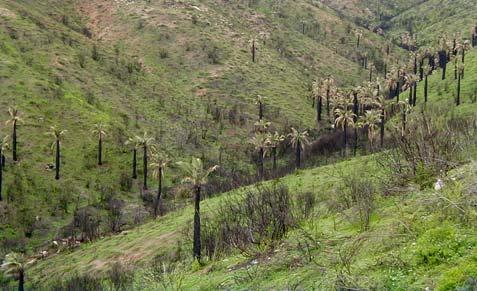 (figura 6). Riesgo de tumbado FIGURA 6.- Cerros sector sur Población Puerto Montt. Situación seis meses post-fuego.