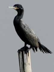 Las patas son negras; la cara y la bolsa gular son desnudas y amarillo opaco; esta parte se encuentra delineada de blanco; cuello y cola largas. Son aves sociables.