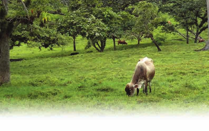 10 Qué es la ganadería sostenible?