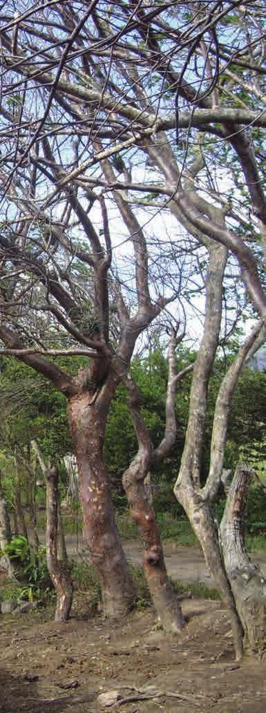 33 Cercas vivas Consiste en la siembra en línea de árboles y/o arbustos para dividir cultivos, potreros o linderos entre propiedades. Los árboles sirven de soporte al alambre de púas.