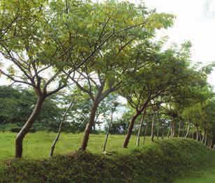 Generalmente, una cerca viva es establecida con árboles propios de la zona. Estos pueden ser maderables, frutales o de sombra.