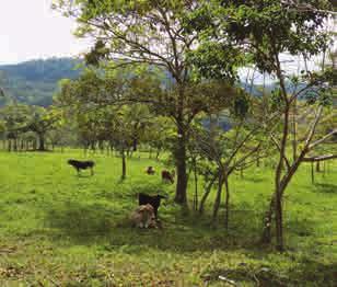 36 Cuáles son las ventajas de la práctica? La siembra de árboles en las cercas es una práctica tradicional en América Central.