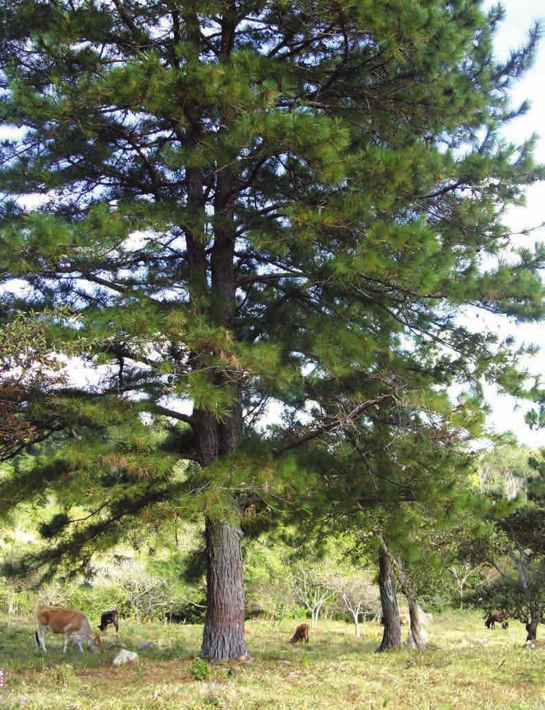 61 Raleo Consiste en eliminar los árboles de menor calidad, con tronco torcido o enfermos. Esta actividad se hace con el fin de favorecer el crecimiento de los árboles de mejor calidad.