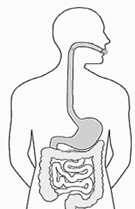 Anatomía del sistema digestivo Esófago: Traslada la comida de la boca al estómago. Estómago: Es donde la comida comienza el proceso de digestión.