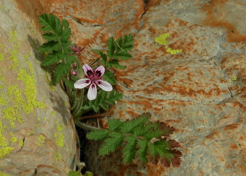 Flora rupícola de las Sierras Centrales de Badajoz: