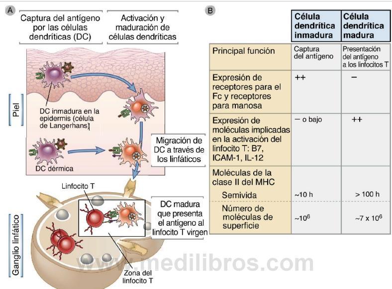 Papel de las células dendríticas en la captura del antígeno y su presentación. A.