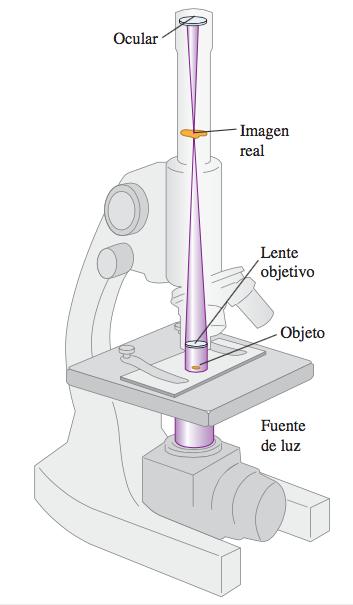 3- Microscopio compuesto Usado para ver objetos pequeños a distancias cortas.! Formado por dos lentes convergentes.! Objetivo! Ocular! Objeto: ubicado inmediatamente después del foco del objetivo.