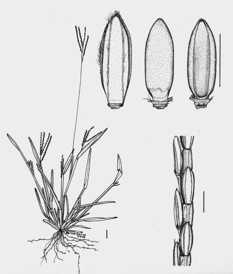 Giraldo-Cañas Figura 1. Axonopus fissifolius (Raddi) Kuhlm. A. Hábito, B. Porción de un racimo, C. Espiguilla (vista desde el lado de la gluma superior), D y E.