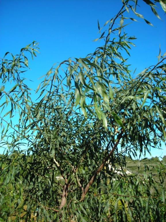 Huingán Tara Maitén Especie Nativa Arbusto: Carbonillo