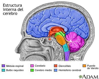 Cerebro Cerebro inferior: primero en aparecer en la filogenia y ontogenia.