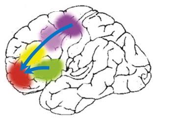 Función Ejecutiva (3) Circuito dorso-lateral: actividades puramente cognitivas.