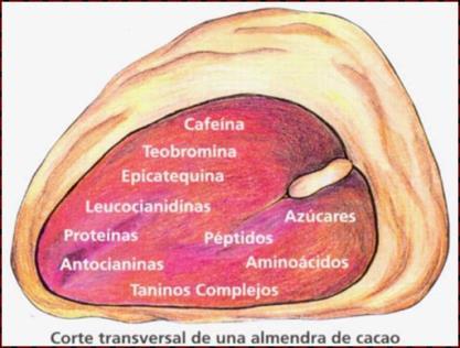 La calidad en cacao Características físicas y químicas El grano de cacao es una
