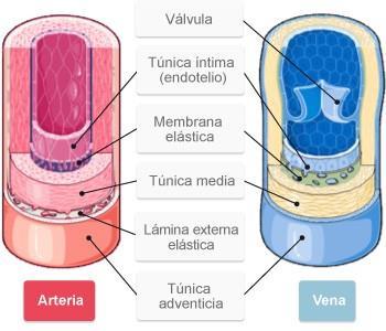Histología de arterias y venas La estructura tisular que componen las venas es coincidente con la de las arterias: túnica íntima, túnica media y túnica adventicia.