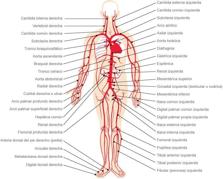 4. Vasos sanguíneos Los vasos sanguíneos son unos conductos encargados de irrigar todo el cuerpo con la sangre que bombea el corazón y que transporta diferentes componentes, como son nutrientes,