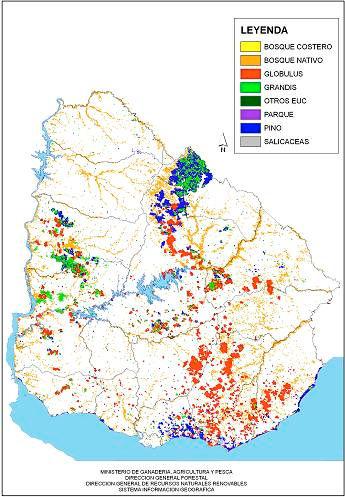 Cuadro 1.- Superficie forestada efectiva del Uruguay según imágenes del 2004 (has). CLASE Pino E. Grandis E.