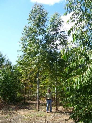 Producción y evaluación de clones Selección (800 árboles / año) Egra x Ebent (20