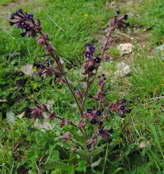 Anchusa undulata L. subsp.