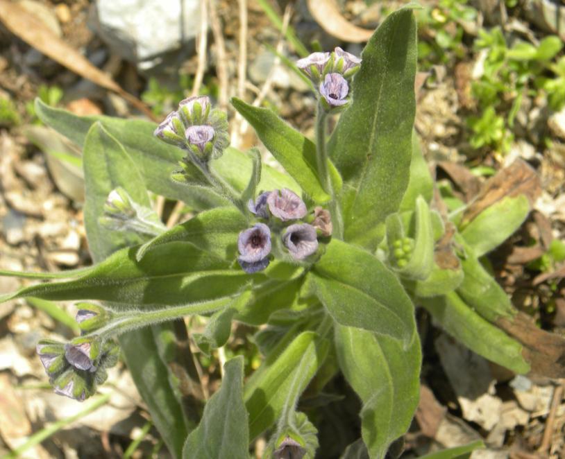 Cynoglossum creticum Miller Lengua de perro Herbácea bienal y a veces perennizante, serícea, con tallos de hasta 60 cm.