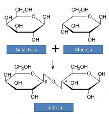 CARBOIDRATOS DISACÁRIDOS glucosa fructosa sacarosa C 2 O O OC 2 O C 2 O O OC 2 O O O O O O O O