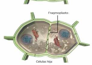 2 La mitosis División del citoplasma (citocinesis) Células vegetales ==>por tabicación -La