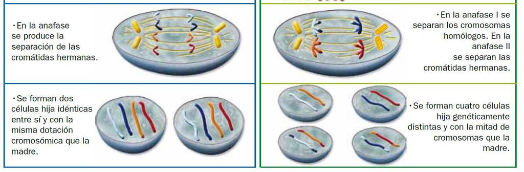 5. Comparamos mitosis y meiosis 5. Comparamos mitosis y meiosis Significado biológico de la mitosis.