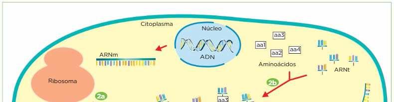 UAG Stop Cada tres bases del ARNm forman un CODÓN. Cada codón codifica un aminoácido.