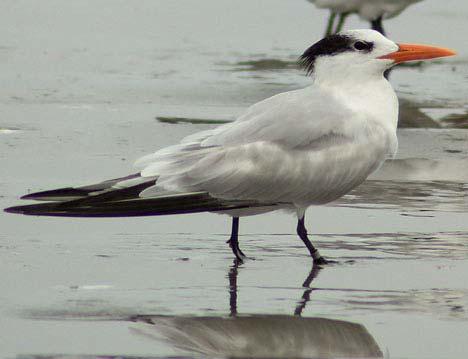 Gull-billed Tern 69 Larosterna inca