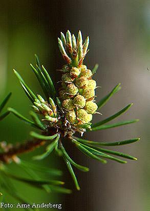 Pinus sp,
