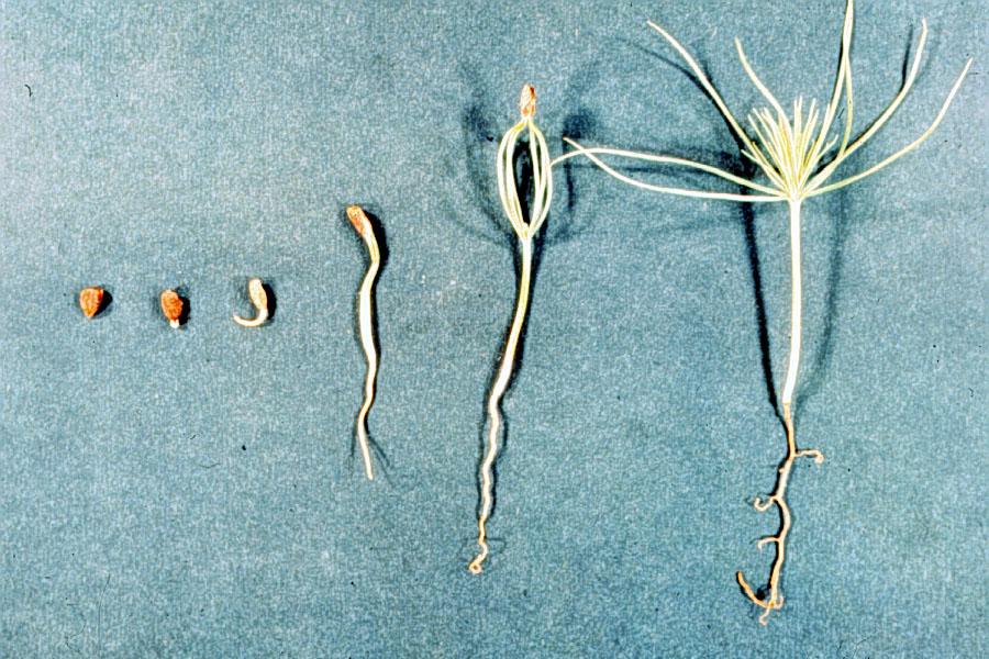 Finalmente, en esta secuencia de fotos puedes ver el proceso de germinación de una semilla de