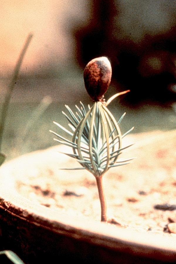 cotiledones Aquí puedes ver que los cotiledones u hojas embrionarias permanecen por algún tiempo dentro de la testa o seed coat.