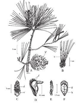 variables según la especie; plantas monoicas, con las flores masculinas dispuestas en amentos formados por escamas membranosas que llevan los sacos polínicos y las femeninas dispuestas en conillos