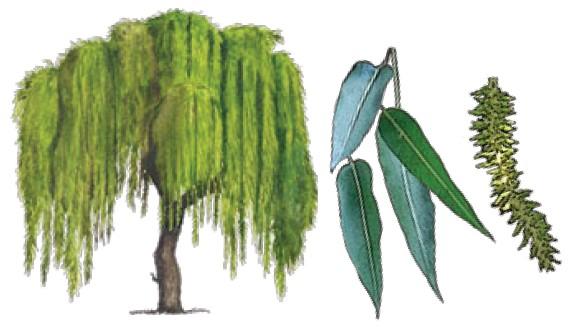 ANGIOSPERMAE DICOTYLEDONEAE Salicaceae Salix: Árboles o arbustos, en ocasiones bajos y rastreros; estípulas pequeñas, a veces foliáceas, hojas generalmente angostas, lineares, lanceoladas, elípticas