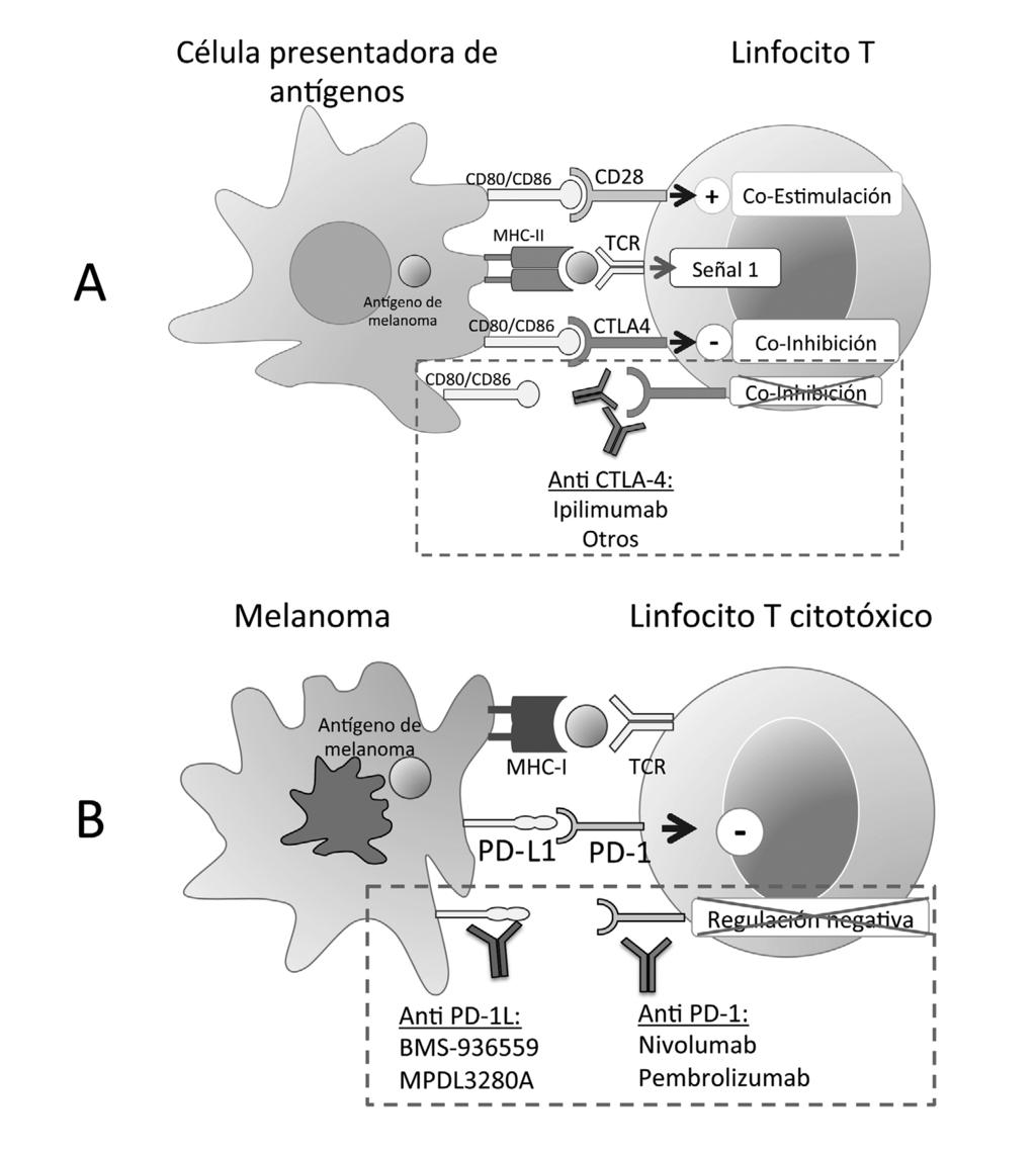 Terapias actuales en melanoma metastásico - R. Rodríguez et al Figura 2.