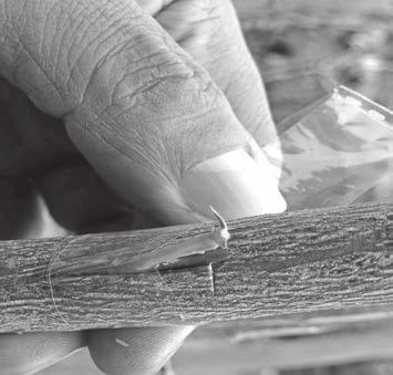 A continuación se corta un escudete con un poco de madera que contenga una yema sin desarrollar y una hoja, la cual debe cortarse dejando el peciolo.