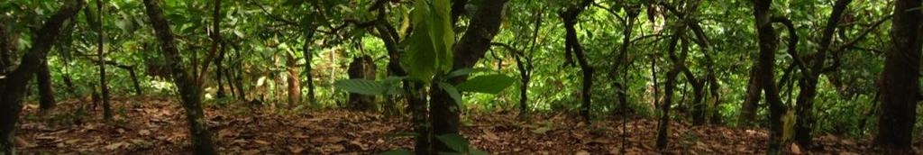 Restauración en tierras con cobertura arbórea Enriquecimiento + regeneración natural La regeneración natural de especies deseadas puede ocurrir dentro de filas o claros