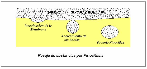 TRANSPORTE A TRAVÉS DE LAS MEMBRANAS b. Fagocitosis.-Es la captación inespecífica del líquido extracelular.