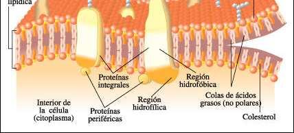 Proteínas periféricas: están Proteínas periféricas: están no se extienden a lo ancho de