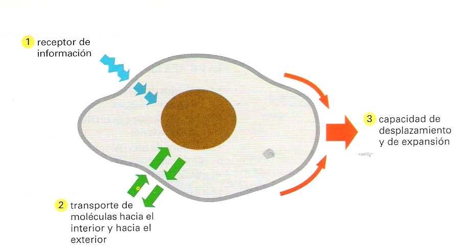 1. Protegen la célula o el orgánulo 2. Regulan el transporte hacia adentro o hacia afuera de la célula u orgánulo 3.