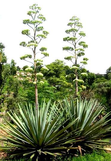 P c, 3+3 Agave