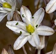 Smilacaceae Lilidae Dioscoreaceae