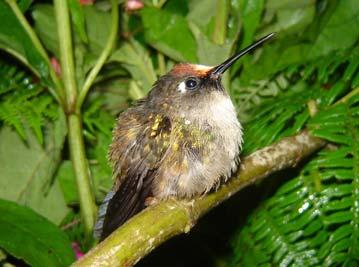 Ha sido catalogada como en peligro EN B2ab(ii,iii,v) VU A2c+3c; B1ab(ii,iii,v) (Renjifo et al 2002) Colibrí Cabecicastaño (Anthocephala floriceps berlepschi) Es un colibrí endémico de Colombia con