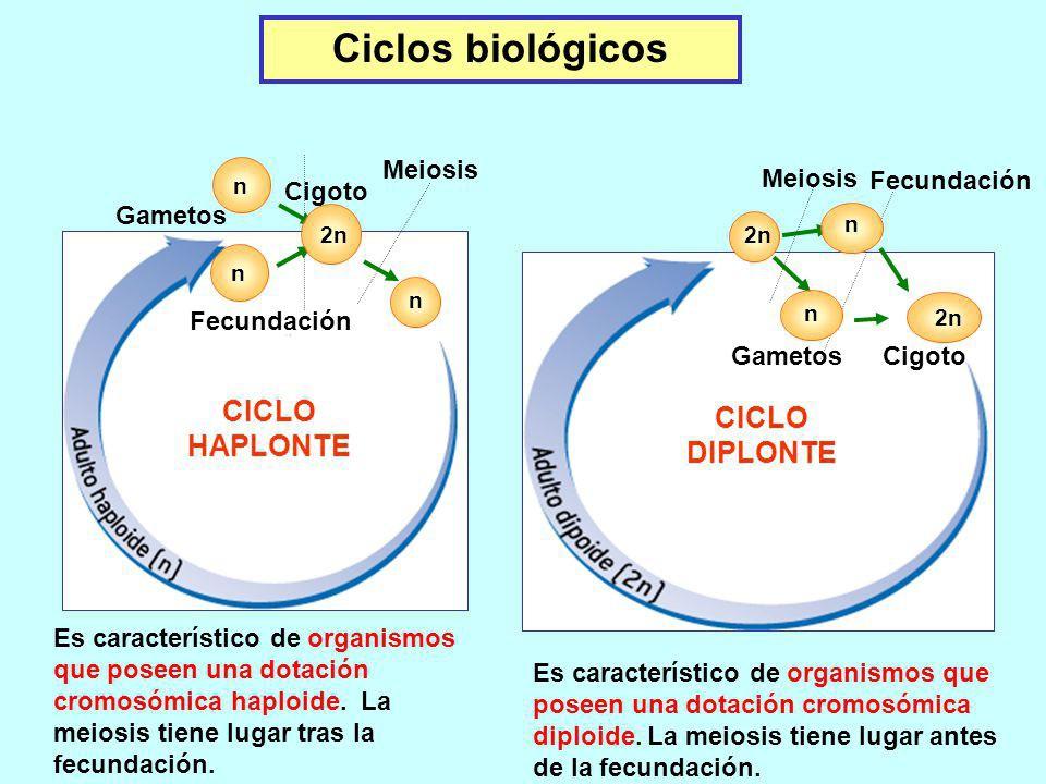 5. Los ciclos biologicos y la meiosis En los organismos con r. sexual, en algún momento de su ciclo debe producirse la meiosis antes de la formación de los gametos.