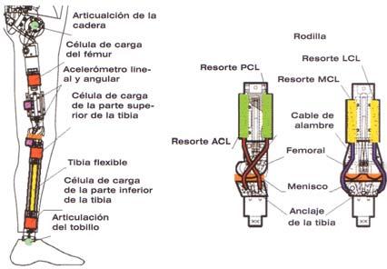 el diseño del dummy, dado que era necesario disponer de información durante el impacto con el paragolpes para estimar correctamente la energía disipada en el impacto y transmitir el nivel de fuerza