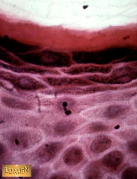 Estrato Granuloso 3-5 capas de células granulares
