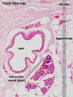 Capa de tejido conectivo laxo, rico en células adiposas, interpuestas entre la piel y las estructuras