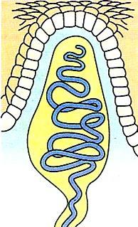. Cuerpo ovalado y alargado (elipsoidal) Disposición vertical en la papila dérmica Fina cápsula fibrocolágena (cápsula laminar gruesa de células de tejido conectivo aplanadas que rodea varios